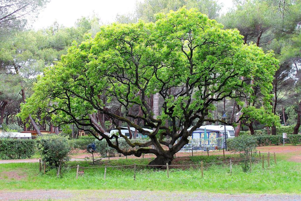 Le Esperidi Camping Ecoresort مارينا دي بيبونا المظهر الخارجي الصورة